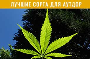 Outdoor Strains
