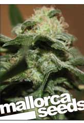 Black Critical Zone 100% (5) заказать и купить на supersemena.com