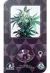 Alpine Delight CBD AUTO 100% (3) заказать и купить на supersemena.com