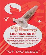 CBD Haze Auto заказать и купить на supersemena.com