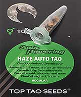 Haze Auto Tao заказать и купить на supersemena.com