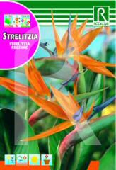Strelizia (Bird of Paradise) заказать и купить на supersemena.com