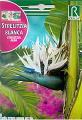 White Strelitzia заказать и купить на supersemena.com