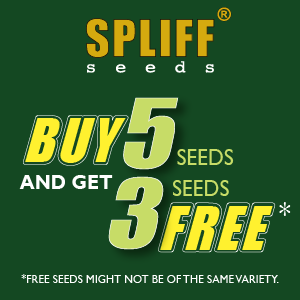 Promotion Spliff Seeds