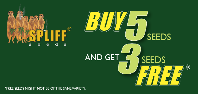 Promotion Spliff Seeds